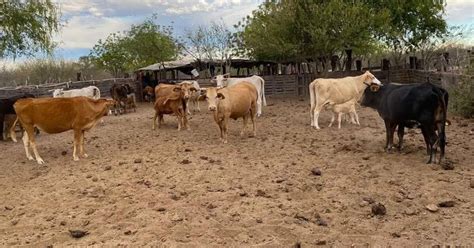 La Sequ A Ya Se Resiente En El Rosario Y Uno De Los Sectores M S