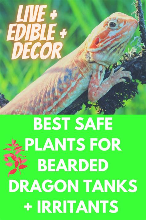 Best Plants For Bearded Dragons Live Edible Decor Bearded