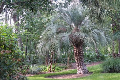 Jelly Palm Butia Capitata Palm Trees Garden Florida Palm Trees