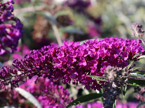 Sommerflieder Schmetterlingsstrauch Nanho Purple Buddleja Davidii