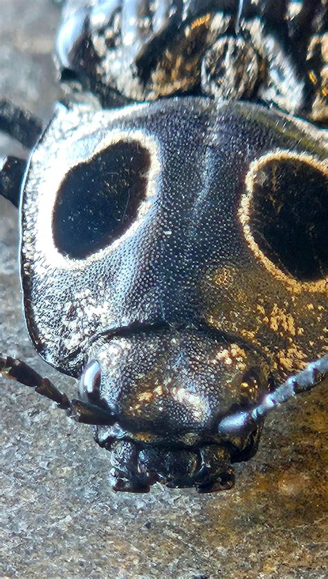 Eastern Eyed click beetle. Found him exploring the shop in Eastern