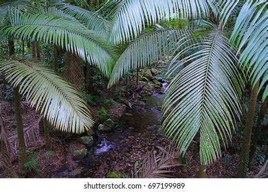 2,628 Daintree Forest Images, Stock Photos & Vectors | Shutterstock