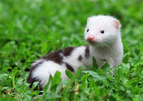 Mink Animal Cute