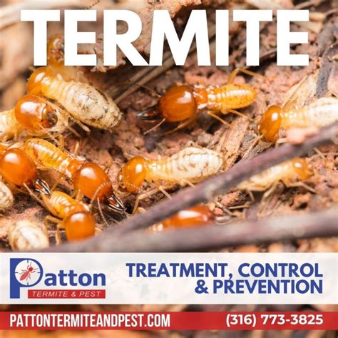 Termite Treatment Control And Prevention Patton Termite And Pest