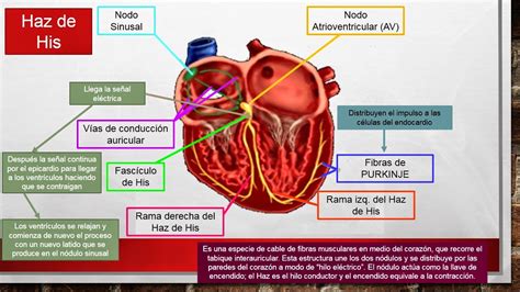 FisiologÍa MÉdica Melissa Guadalupe Romero Ojeda Sistema De