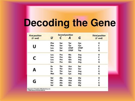 Ppt Decoding The Gene Powerpoint Presentation Free Download Id3596008