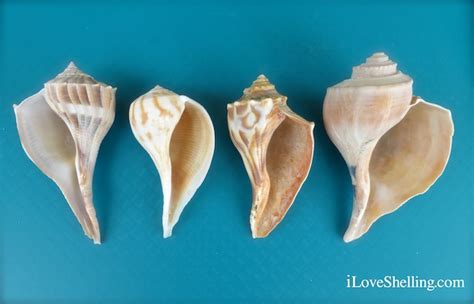 Seashell Identification Shell Id Identify Sanibel Shell I Love