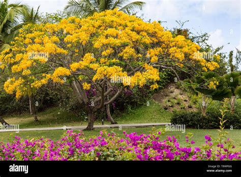 Ornamental Amarillo Fotograf As E Im Genes De Alta Resoluci N Alamy