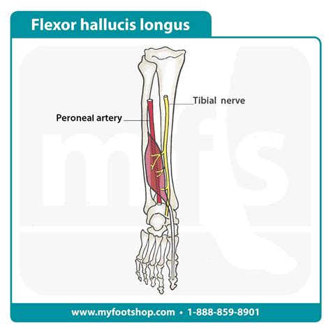 Flexor Hallucis Longus Muscle | Lower extremity anatomy | MyFootShop.com