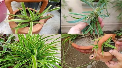 Spider Plant Easiest Plant To Grow And Maintain For Beginners How To Propagate Spider Plant