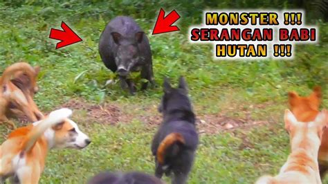 Serangan Mematikan Babi Hutan Yang Meresahkan Petani Wild Boar Attack