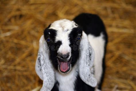 Baby Goat Stock Photo Image Of Yell Scream Baby Barn 767026