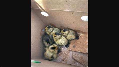 Ducklings Reunited With Mom Duck After Falling Into Drain During Storm