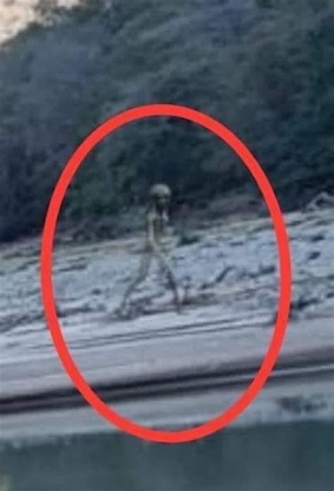 horrifying moment ft tall   alien  spotted