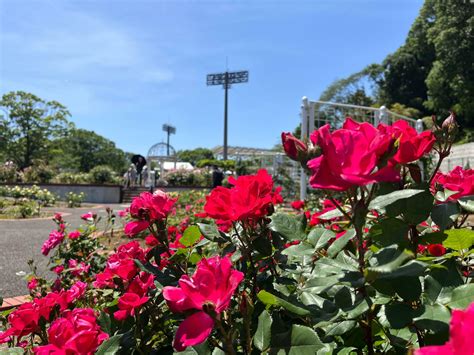 【町田市】バラの香りに癒される！ 野津田公園の春のバラが、見頃を迎えています（tsuki） エキスパート Yahooニュース