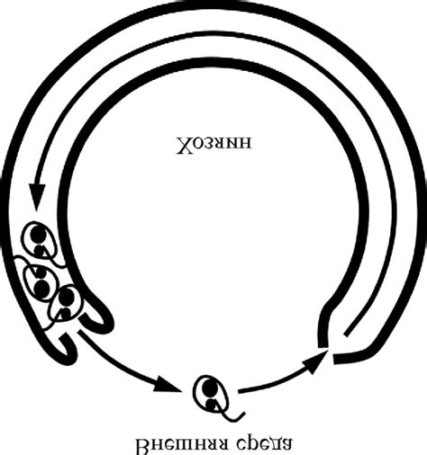 Scheme Of The Life Cycle Of The Trypanosomatid Crithidia Fasciculata Download Scientific