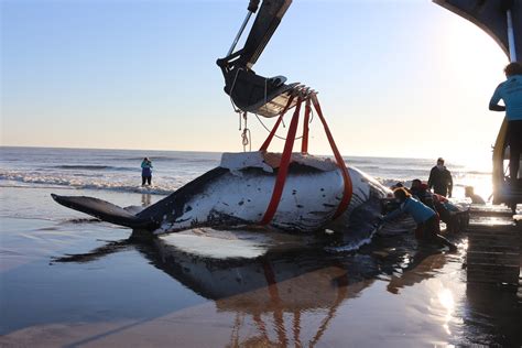 Al Menos 29 Ballenas Piloto Mueren Tras Quedar Varadas En Nueva Zelanda