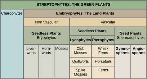 The Major Divisions Of Land Plants Seedless Plants