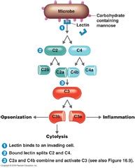 Complement Pathway, Mannose-Binding Lectin; Lectin-Complement Pathway; Mannan-Binding Lectin ...