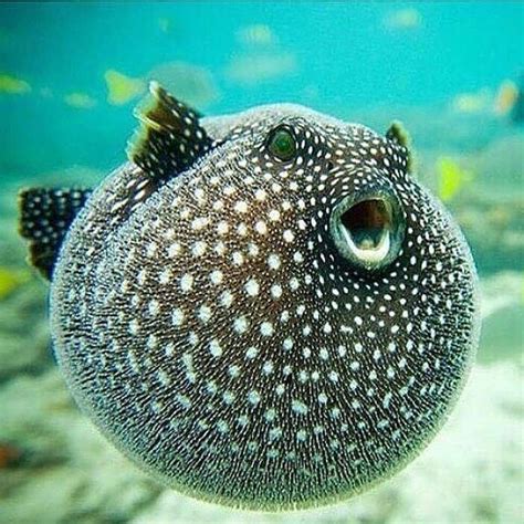 Freshwater Puffer Fish Poisonous - Ape Aquarium Fish