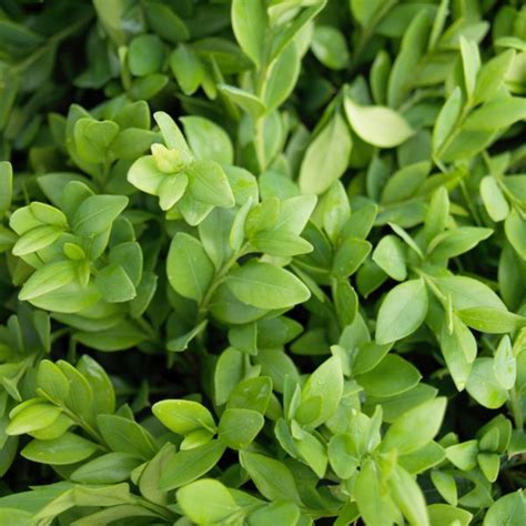 Green Velvet Boxwood Nature Hills Nursery