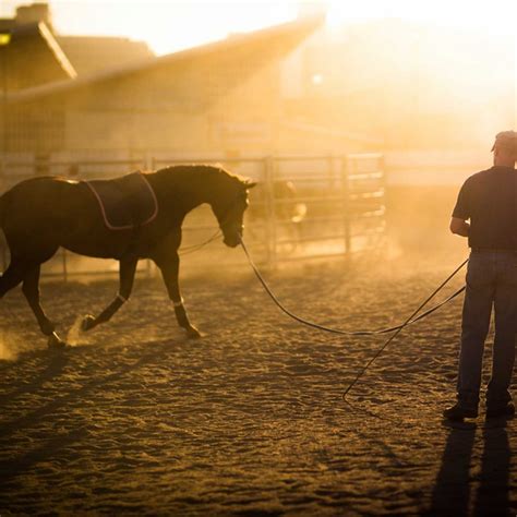 Horse Equipment Archives - Cavalier Livestock Equipment