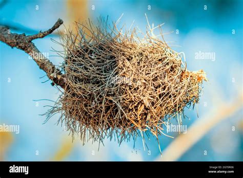 Photograph Of A Dead Banksia Flower And Plant Due To Bushfires In