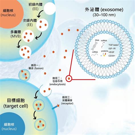 什麼是外泌體？趕緊來聽聽翰醫堂中醫師詳細解析！ 翰醫堂