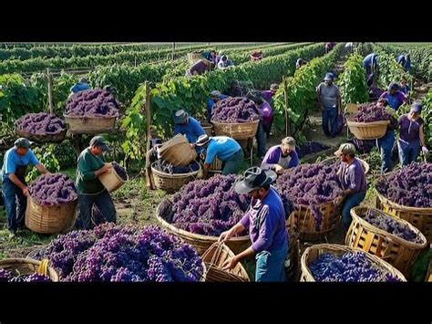 Cómo Los Agricultores Estadounidenses Cosechan Millones De Toneladas De