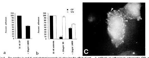 Figure From Osteopontin Promotes Vascular Cell Adhesion And Spreading