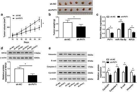 Knockdown Of PVT1 Impeded The PCa Progression In Vivo A The Tumor