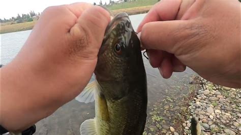 Fresno Bass Fishingsan Joaquin River Ponds Youtube