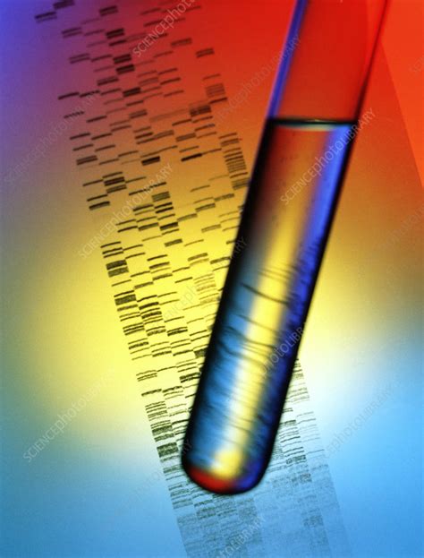 DNA Fingerprint And A Test Tube Stock Image G210 0614 Science