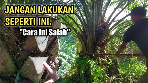 Cara Pruning Sawit Yang Benar Dan Salah Youtube