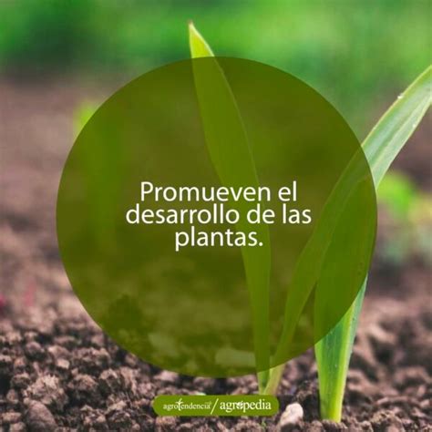 Biofertilizantes Conoce Qu Son Sus Tipos Y Aplicaci N