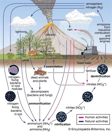 The Nitrogen Cycle Brainly In