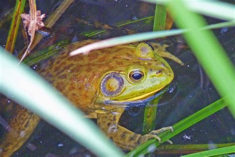 P Bull Frog Tucson Arizona Bruce Fulton Flickr