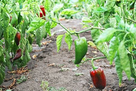 How to Grow Bell Peppers & Harvest Them Big & Juicy - Worst Room