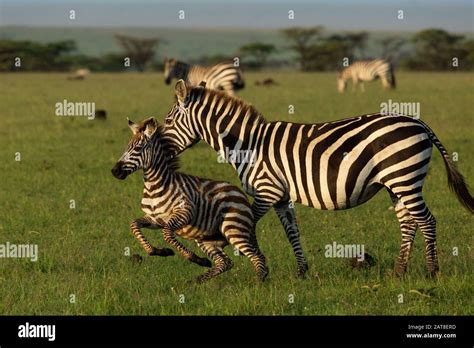 zebra on the savannah Stock Photo - Alamy