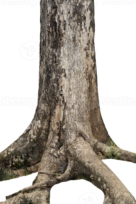 Old Tree Trunk With Big Roots Isolated 25063258 Png