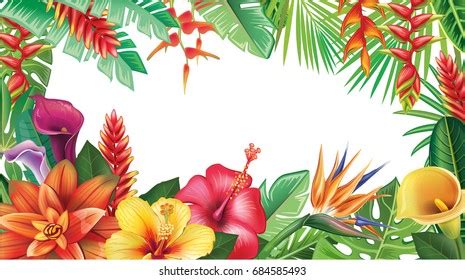 Frame Tropical Plants Exotic Flowers White Stock Vector Royalty Free