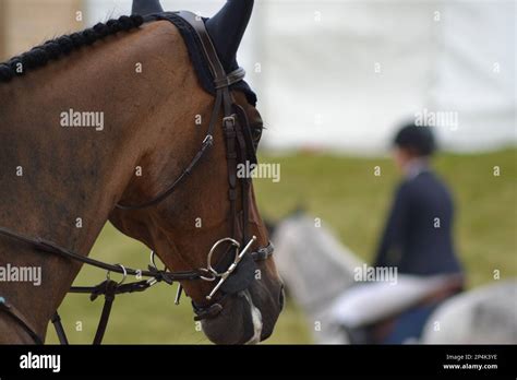 bay horse head  bonnet  bridle stock photo alamy