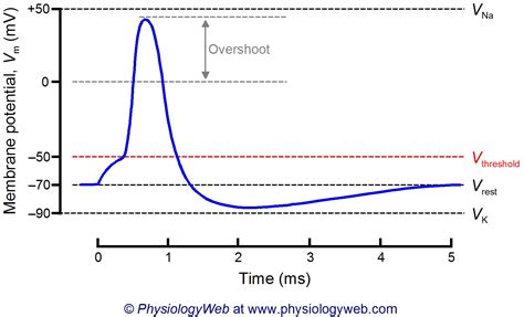 Neuronal Action Potential Physiologyweb