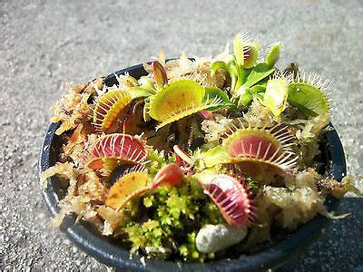 Carnivorous Plants Terrarium - Blog