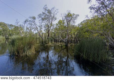 Wetlands Natural Image & Photo (Free Trial) | Bigstock