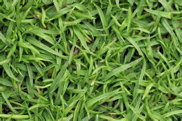 How To Make Bermuda Grass Thicker Impactful Strategies Pepper S