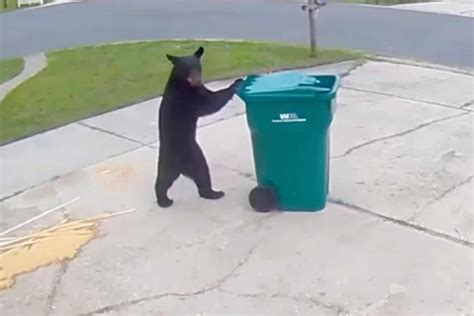 A bear brings in Florida man's trash can, proving bears can be good ...