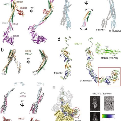 structure   mammalian upper tail   upper tail structure