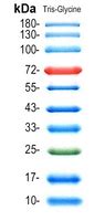 Crg Prestained Protein Ladder Kda Biotrend