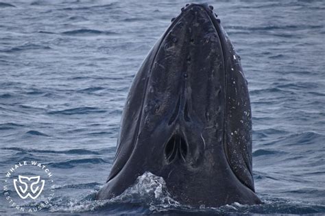 Whale Watching Augusta | Whale Watch Western Australia